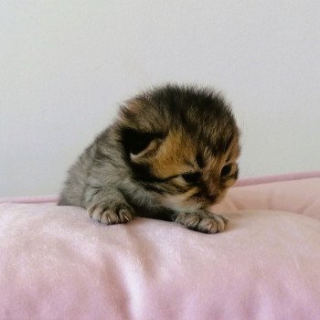 chaton Highland Straight black golden spotted tabby Aria Chatterie de La Gavottine