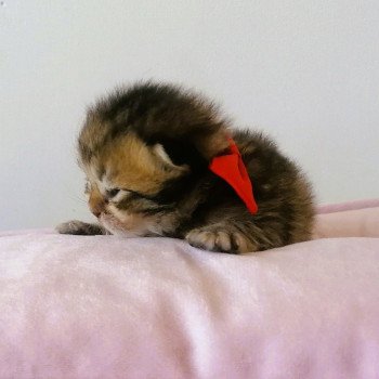 chaton Highland Straight black golden spotted tabby Aria Chatterie de La Gavottine
