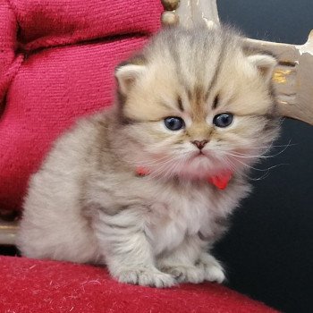 chaton Highland Straight black golden spotted tabby Aria Chatterie de La Gavottine chaton Highland Straight black golden spotted tabby Aria Chatterie de La Gavottine