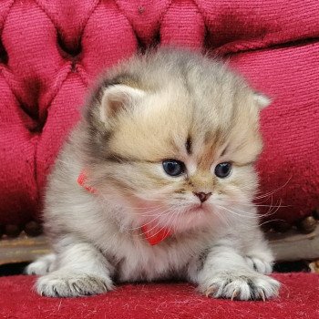 chaton Highland Straight black golden spotted tabby Aria Chatterie de La Gavottine chaton Highland Straight black golden spotted tabby Aria Chatterie de La Gavottine