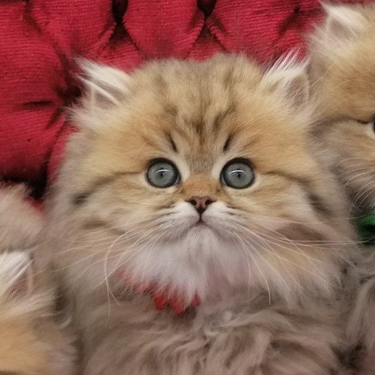 Abyss de La Gavottine Femelle Highland Straight