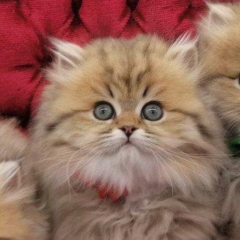 chaton Highland Straight brown spotted tabby Aria Chatterie de La Gavottine