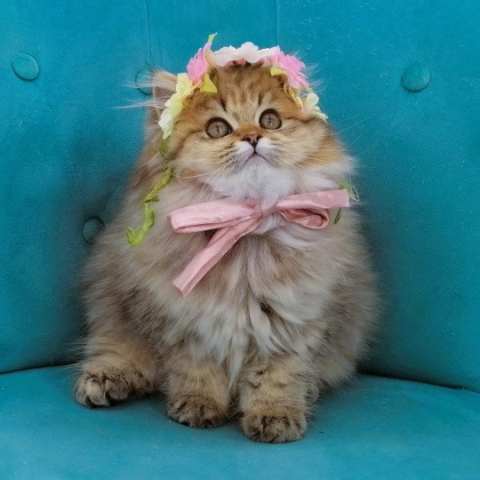 Abyss de La Gavottine Femelle Highland Straight