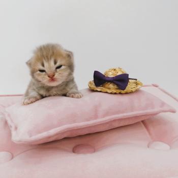 chaton Highland Straight blue golden spotted tabby Bella Chatterie de La Gavottine