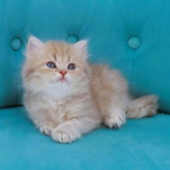 chaton Highland Straight blue golden spotted tabby Bella Chatterie de La Gavottine