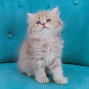 chaton Highland Straight blue golden spotted tabby Bella Chatterie de La Gavottine