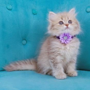 chaton Highland Straight blue golden spotted tabby Bella Chatterie de La Gavottine