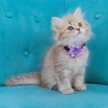 chaton Highland Straight blue golden spotted tabby Bella Chatterie de La Gavottine