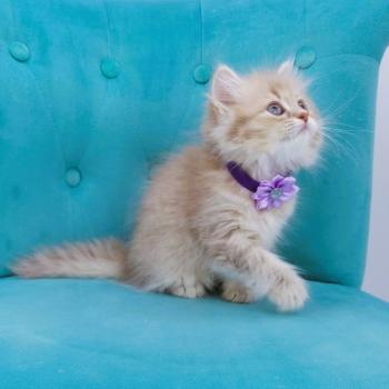 chaton Highland Straight blue golden spotted tabby Bella Chatterie de La Gavottine