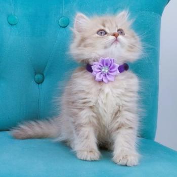 chaton Highland Straight blue golden spotted tabby Bella Chatterie de La Gavottine