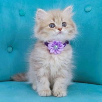 chaton Highland Straight blue golden spotted tabby Bella Chatterie de La Gavottine