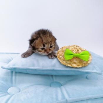chaton Highland Straight brown spotted tabby Brownie Chatterie de La Gavottine