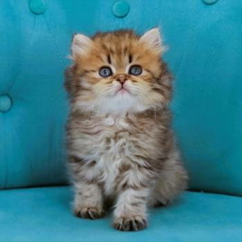 chaton Highland Straight brown spotted tabby Brownie Chatterie de La Gavottine