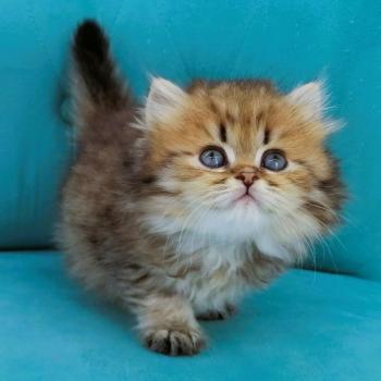 chaton Highland Straight brown spotted tabby Brownie Chatterie de La Gavottine