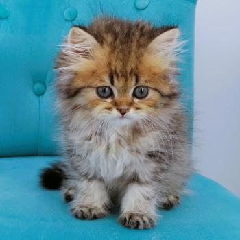 chaton Highland Straight brown spotted tabby Brownie Chatterie de La Gavottine