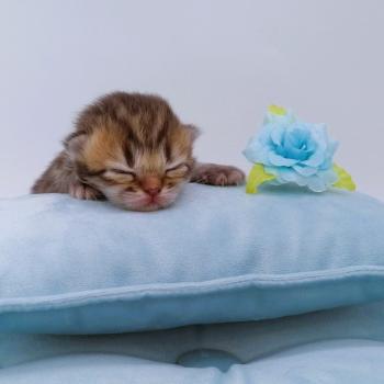chaton Highland Straight chocolate spotted tabby Chatterie de La Gavottine