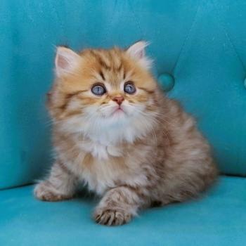 chaton Highland Straight chocolate spotted tabby Billy Chatterie de La Gavottine