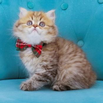 chaton Highland Straight chocolate spotted tabby Billy Chatterie de La Gavottine