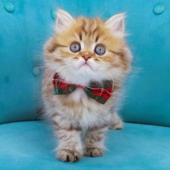 chaton Highland Straight chocolate spotted tabby Billy Chatterie de La Gavottine