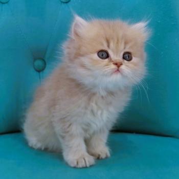 chaton Highland Straight lilac golden spotted tabby Bichette Chatterie de La Gavottine