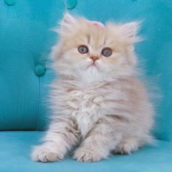 chaton Highland Straight lilac golden spotted tabby Bichette Chatterie de La Gavottine