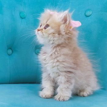 chaton Highland Straight lilac golden spotted tabby Bichette Chatterie de La Gavottine
