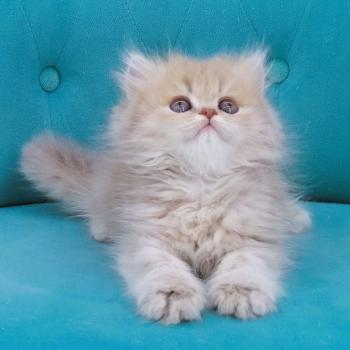 chaton Highland Straight lilac golden spotted tabby Bichette Chatterie de La Gavottine