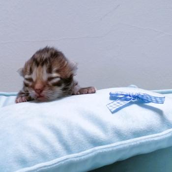 chaton Scottish Straight brown spotted tabby Chatterie de La Gavottine