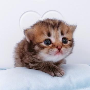 chaton Scottish Straight brown spotted tabby Biscuit Chatterie de La Gavottine