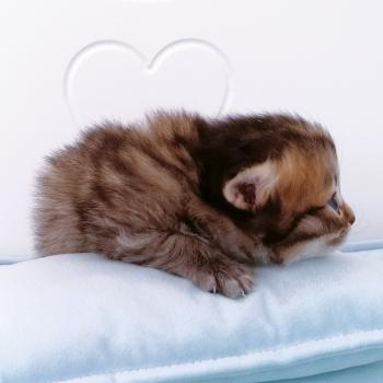 chaton Scottish Straight brown spotted tabby Biscuit Chatterie de La Gavottine