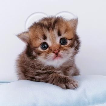 chaton Scottish Straight brown spotted tabby Biscuit Chatterie de La Gavottine