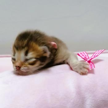 chaton Scottish Straight chocolate golden shaded Chatterie de La Gavottine