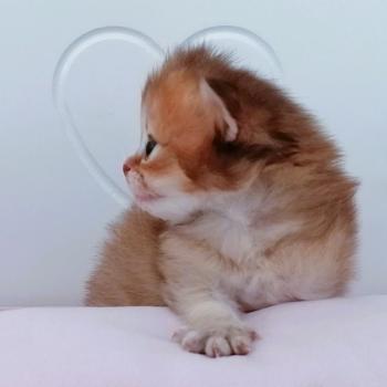 chaton Scottish Straight chocolate golden shaded Babouchka Chatterie de La Gavottine
