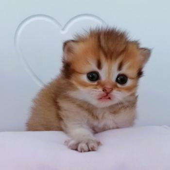 chaton Scottish Straight chocolate golden shaded Babouchka Chatterie de La Gavottine