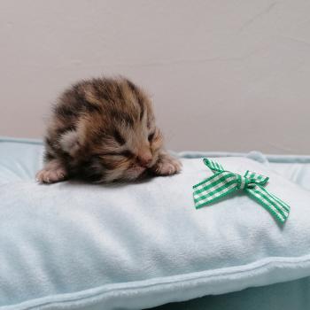 chaton Highland Straight brown mackerel tabby Chatterie de La Gavottine