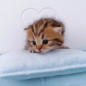 chaton Highland Straight brown mackerel tabby Bizou Chatterie de La Gavottine