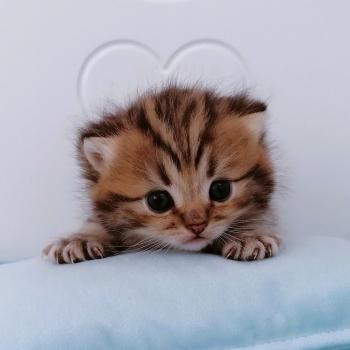 chaton Highland Straight brown mackerel tabby Bizou Chatterie de La Gavottine