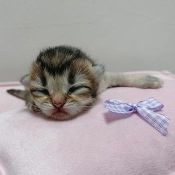 chaton Scottish Straight black golden shaded Chatterie de La Gavottine