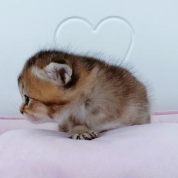 chaton Scottish Straight black golden shaded Bonnie Chatterie de La Gavottine