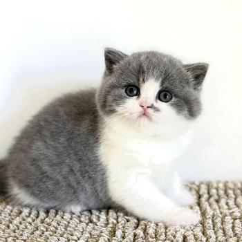 chat British Shorthair blue bicolor Betty Chatterie de La Gavottine