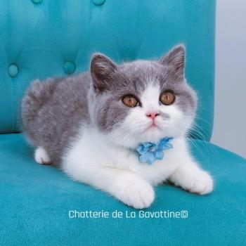 chat British Shorthair blue bicolor Betty Chatterie de La Gavottine