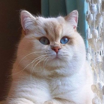 chat British Shorthair lilac golden shaded point Lord Byron Chatterie de La Gavottine