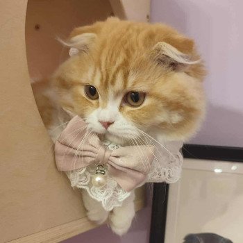 chat Highland Fold red silver spotted tabby & blanc arlequin Alice Wonderland Queen of House Cheschire Chatterie de La Gavottine