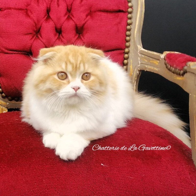 Alice Wonderland Queen of House Cheschire Femelle Highland Fold