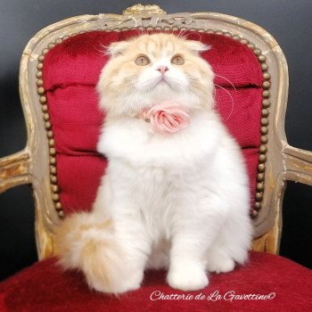 chat Highland Fold red silver spotted tabby & blanc arlequin Alice Chatterie de La Gavottine