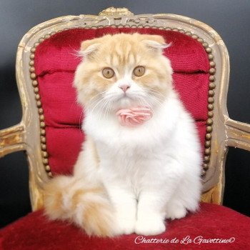 chat Highland Fold red silver spotted tabby & blanc arlequin Alice Chatterie de La Gavottine