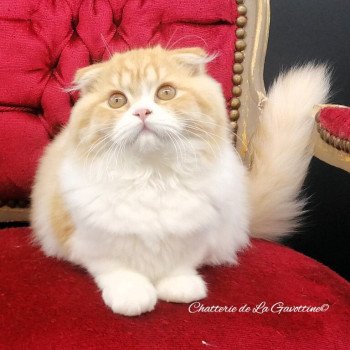 chat Highland Fold red silver spotted tabby & blanc arlequin Alice Chatterie de La Gavottine