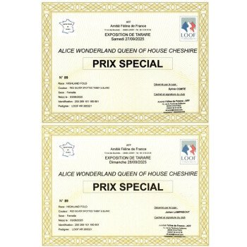 chat Highland Fold red silver spotted tabby & blanc arlequin Alice Chatterie de La Gavottine