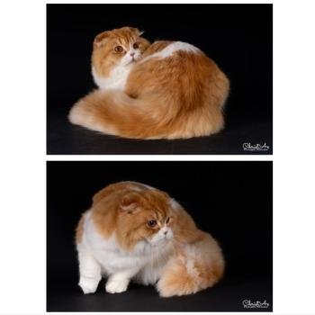 chat Highland Fold red spotted tabby bicolor Alice Chatterie de La Gavottine