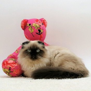 chat Highland Fold seal point Shaïana Chatterie de La Gavottine